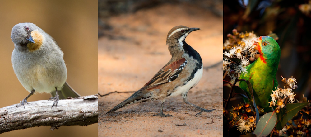 Australia's threatened birds declined by 59% the 30 years