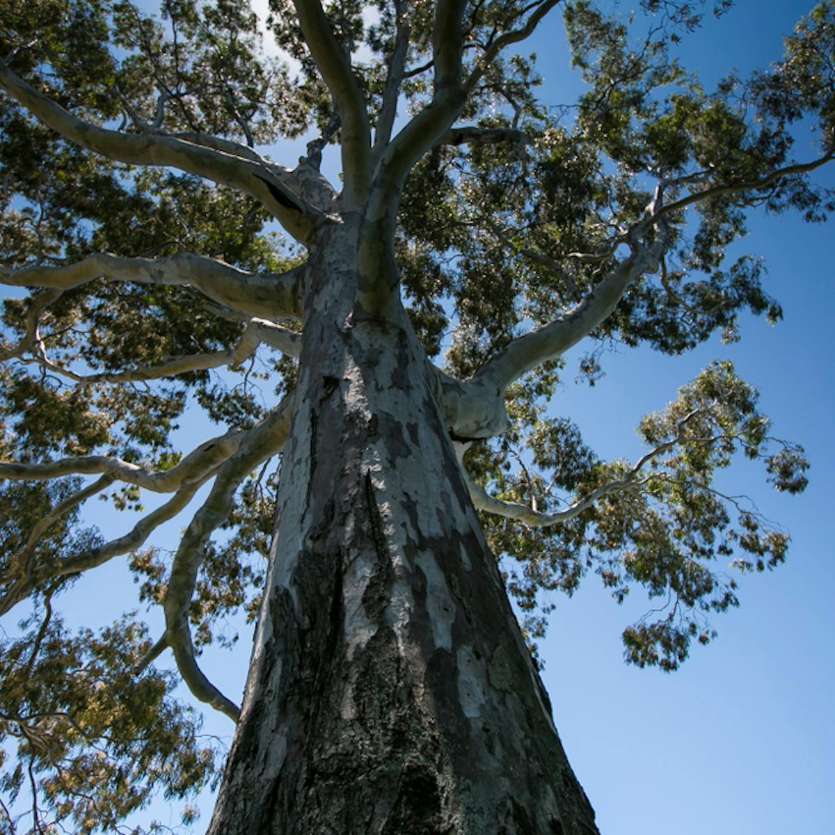 South Africa Needs A Fresh Approach To Managing Invasive Trees Like Eucalyptus South Africa Needs A Fresh Approach To Managing Invasive Trees Like Eucalyptus