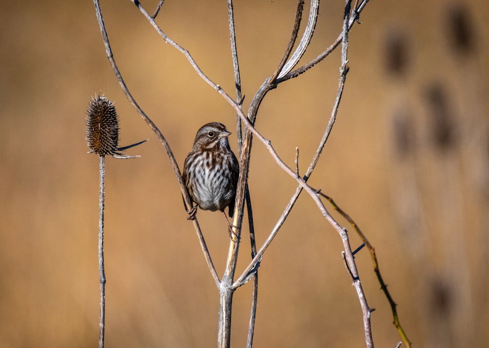Margaret Morse Nice Thought Like A Song Sparrow And Changed How Scientists Understand Animal Behavior Margaret Morse Nice Thought Like A Song Sparrow And Changed How Scientists Understand Animal Behavior