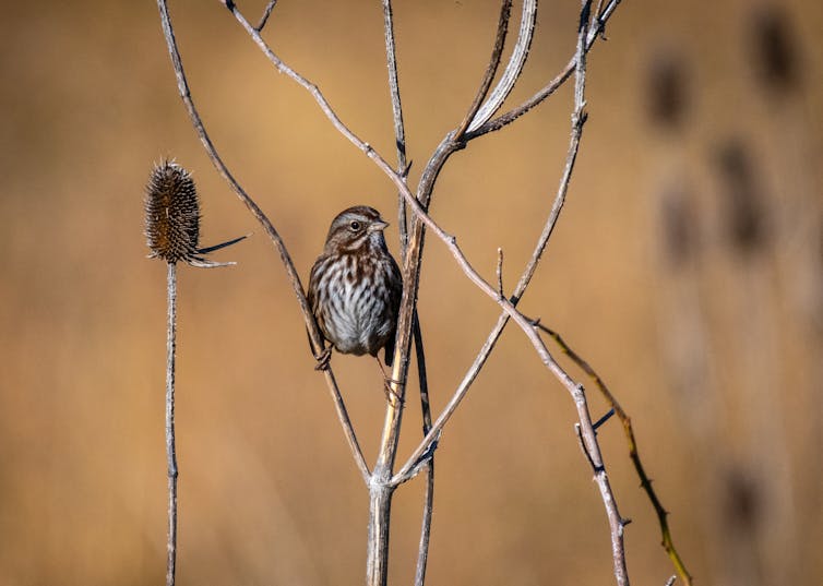 Margaret Morse Nice thought like a song sparrow and changed how scientists understand animal behavior