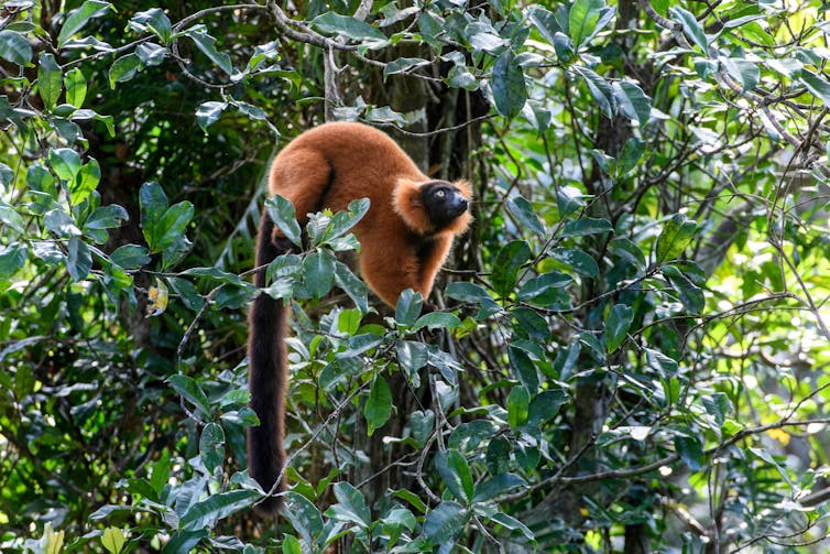 Lemurs are the world's most endangered mammals, but planting trees can help save them