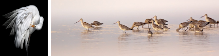 Australia's threatened birds declined by 59% over the past 30 years