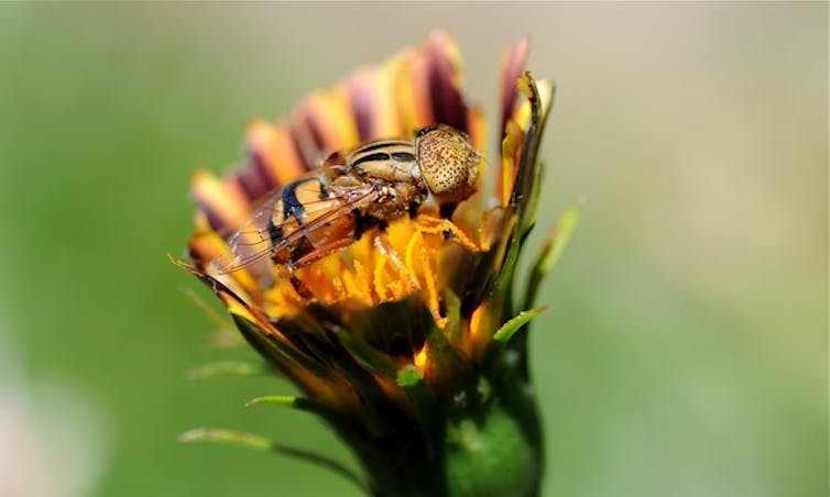 Scientists fear insect populations are shrinking. Here are six ways to help