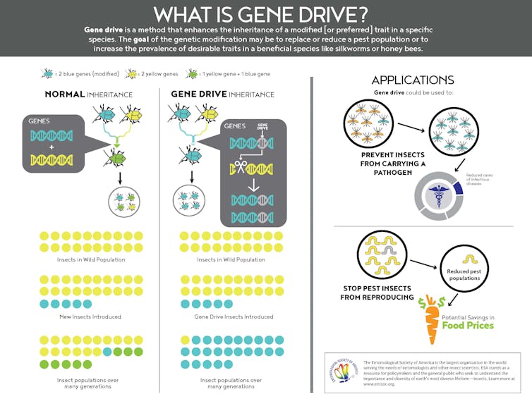 An argument for gene drive technology to genetically control insects like mosquitoes and locusts