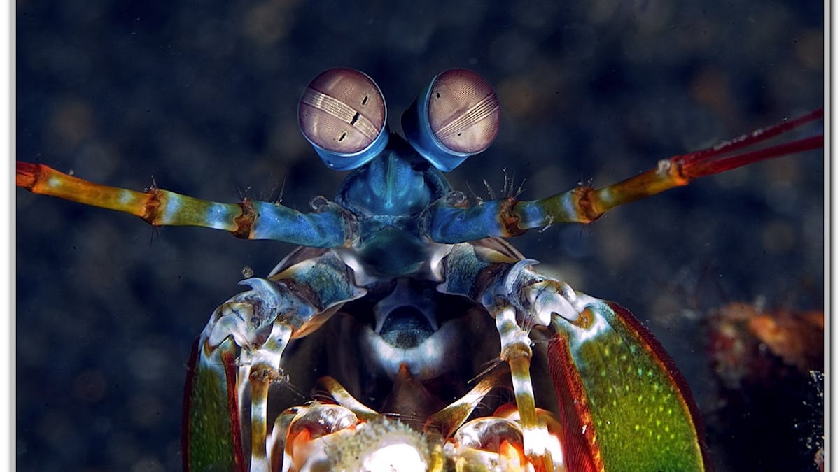 Mantis Shrimp Have The World S Best Eyes But Why