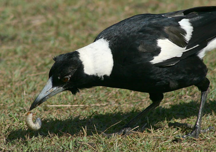 how do magpies detect worms and other food underground?