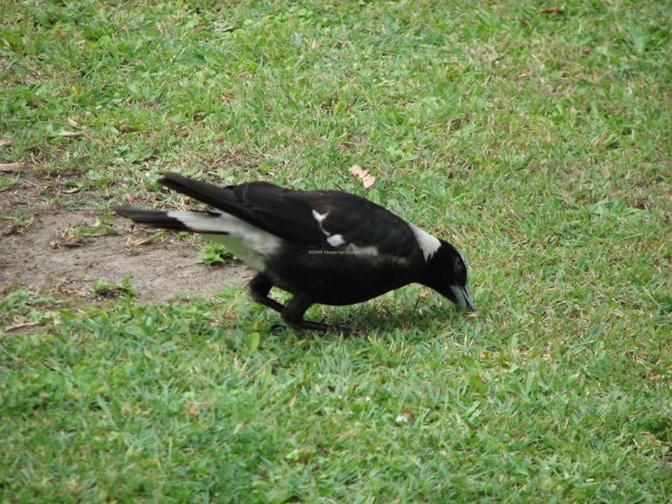 Curious Kids: how do magpies detect worms and other food underground?