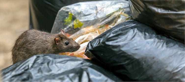 Super rats or sickly rodents? Our war against urban rats could be leading to swift evolutionary changes