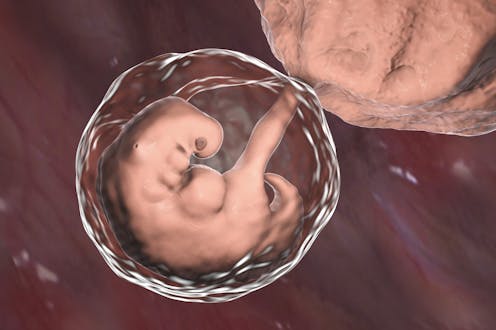 China's failed gene-edited baby experiment proves we're not ready for human embryo modification