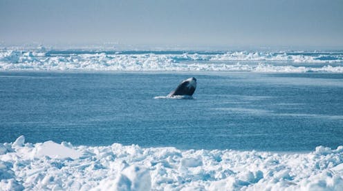 My team uses crossbows and drones to collect bacteria from whales – and the results are teaching us how to keep whales healthy