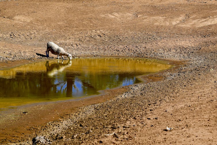 The water crisis has plunged the Nats into a world of pain. But they reap what they sow