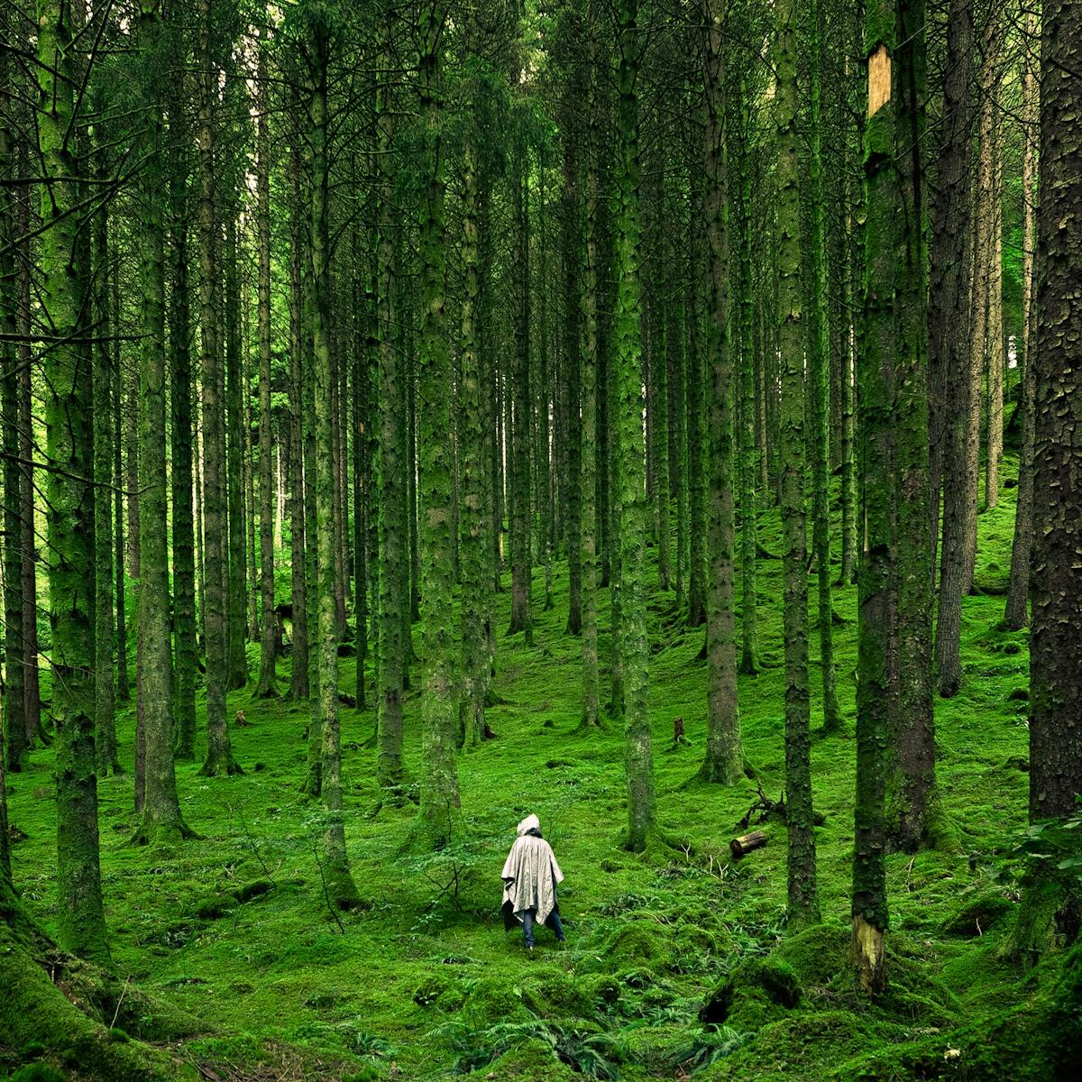 How to design a forest fit to heal the planet