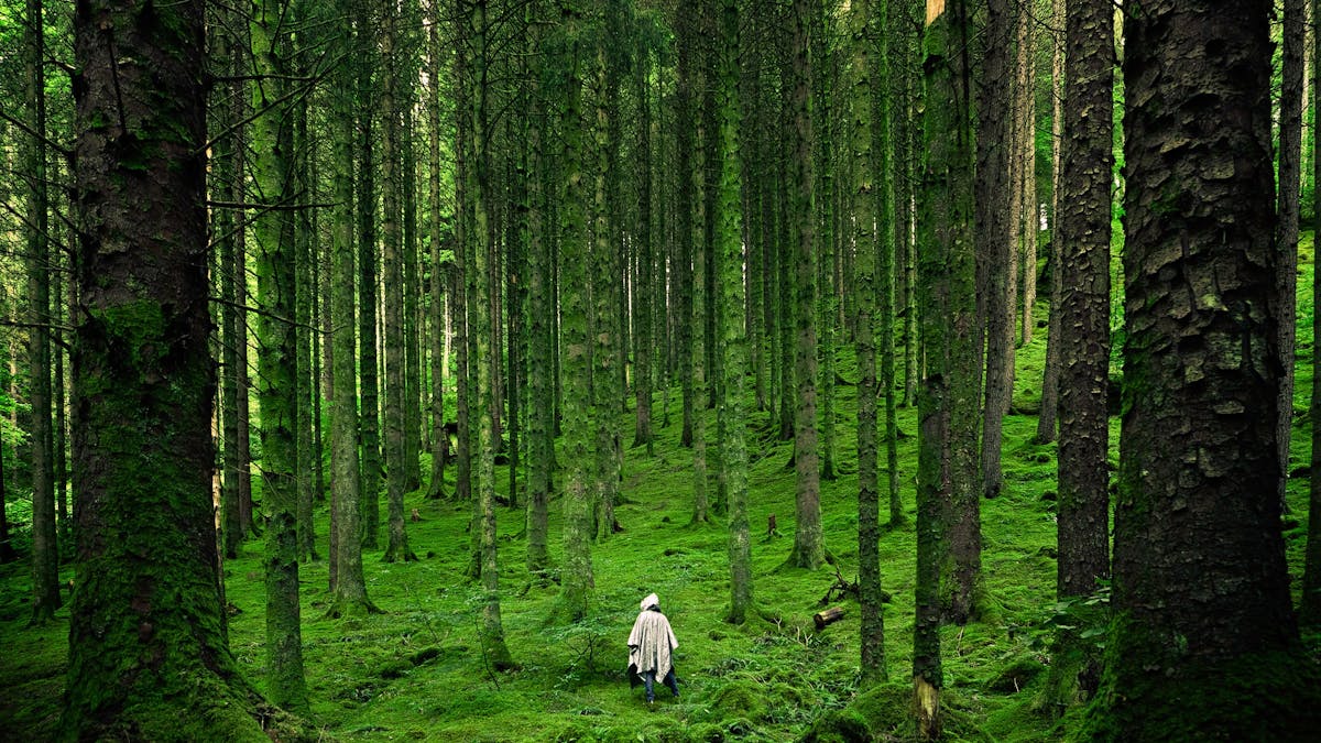 How to design a forest fit to heal the planet
