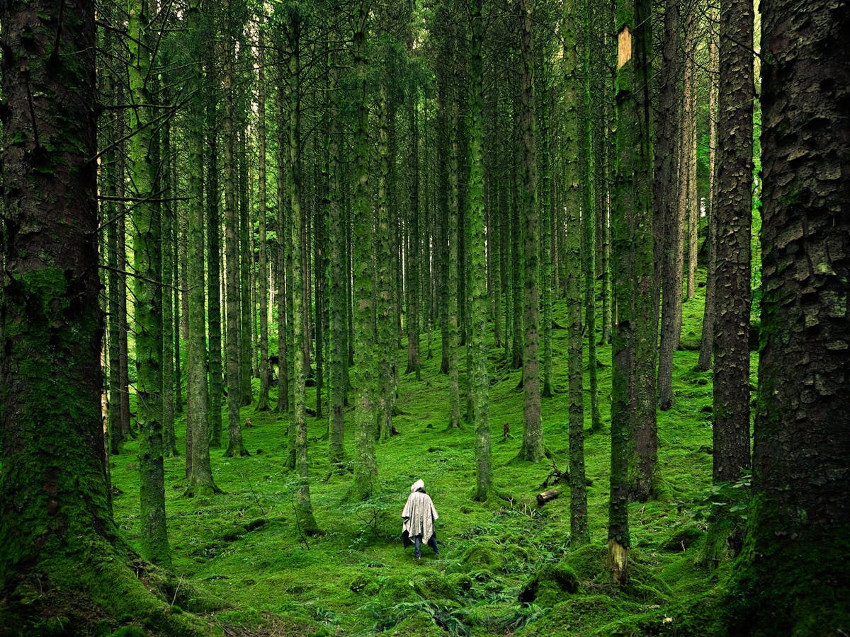 How to design a forest fit to heal the planet