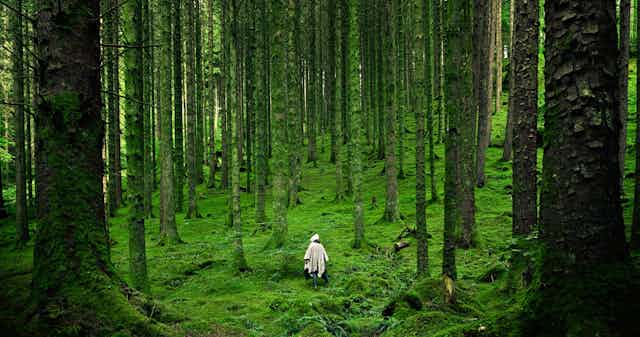 How To Design A Forest Fit To Heal The Planet How To Design A Forest Fit To Heal The Planet