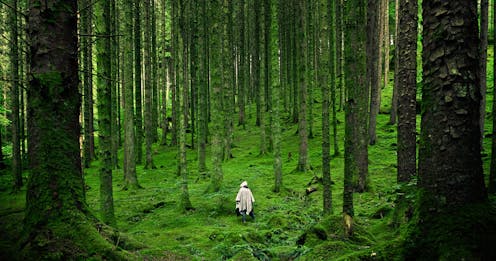 How To Design A Forest Fit To Heal The Planet How To Design A Forest Fit To Heal The Planet