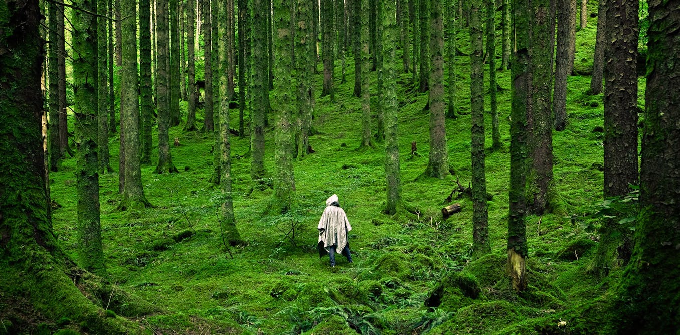 How to design a forest fit to heal the planet
