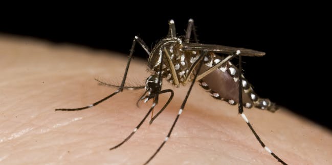Chikungunya virus – News, Research and Analysis – The Conversation – page 1
