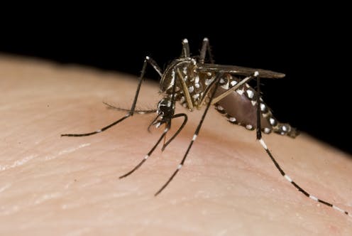 As heat strikes, here's one way to help fight disease-carrying and nuisance mosquitoes