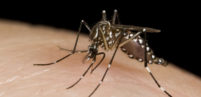 Wolbachia Bacterium Prevents Mosquitoes From Transmitting Zika And Chikungunya