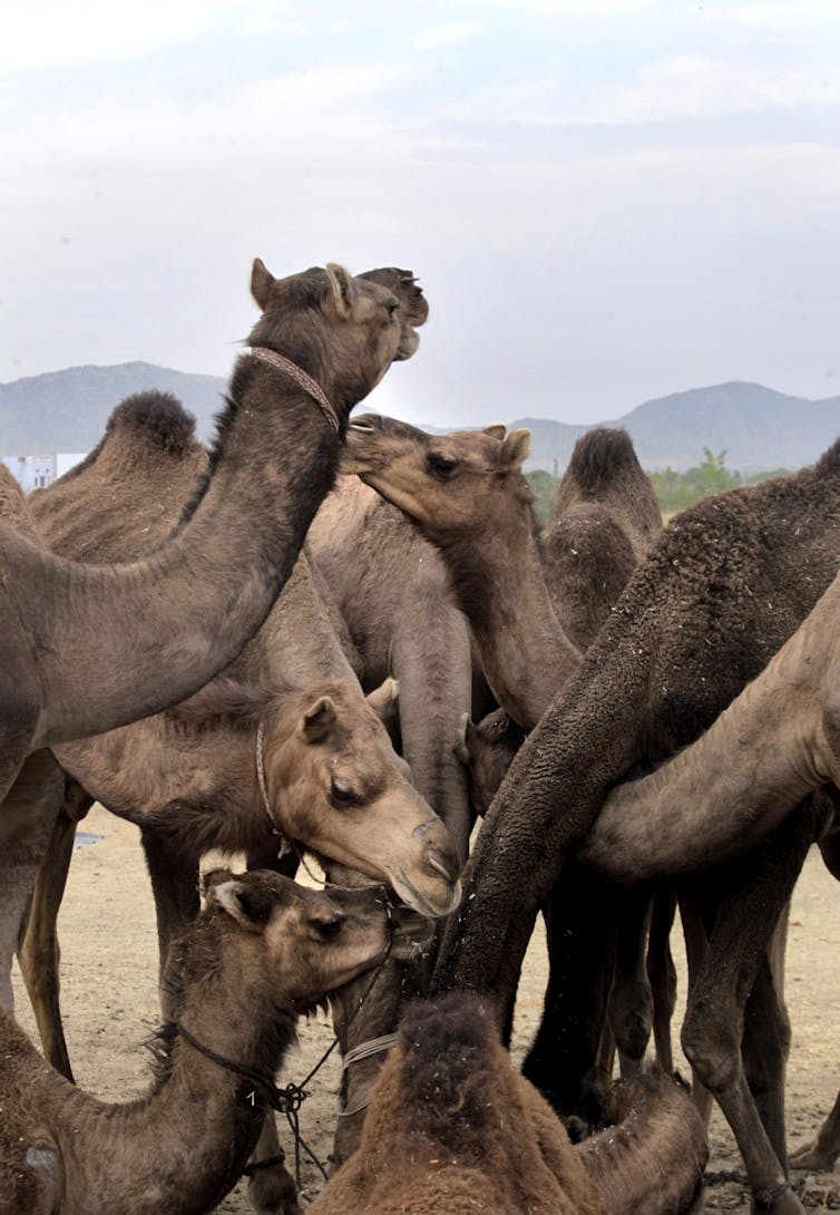 Victorian efforts to export animals to new worlds failed, mostly