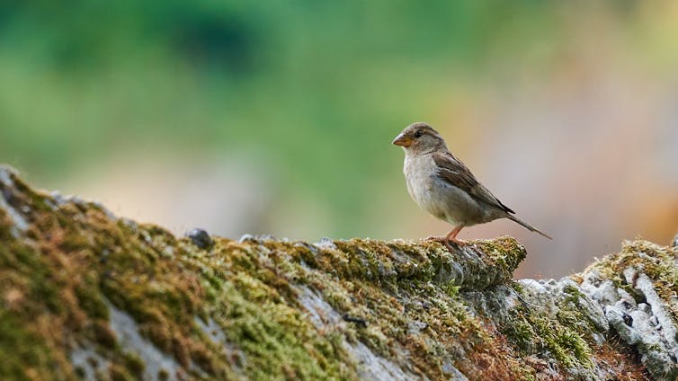 Victorian efforts to export animals to new worlds failed, mostly