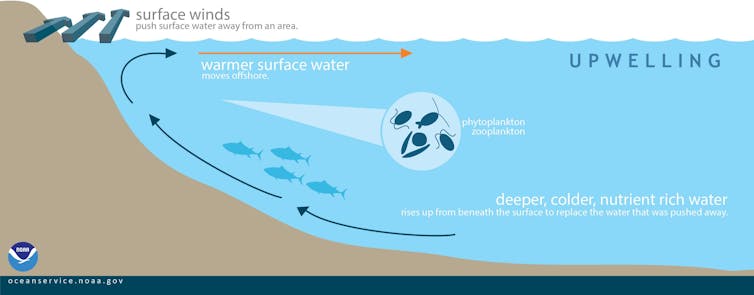 Why are whales big, but not bigger?