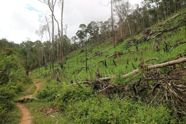 Lemurs are the world's most endangered mammals, but planting trees can help save them