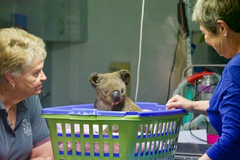 To save koalas from fire, we need to start putting their genetic material on ice