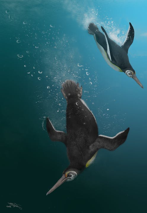 Happy 6ft: ancient penguins were as tall as people. We've discovered the species that started the downsizing trend