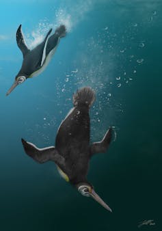Happy 6ft: ancient penguins were as tall as people. We've discovered the species that started the downsizing trend