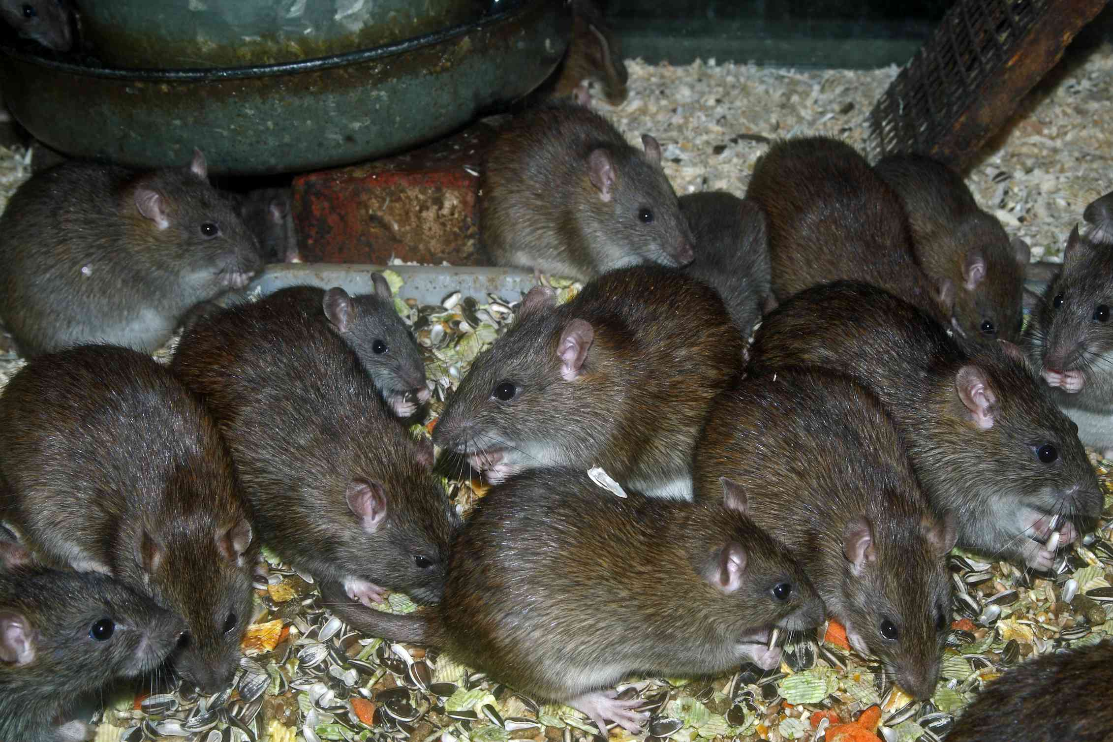 Серая крыса во сне. Много мышей. Много крыс.