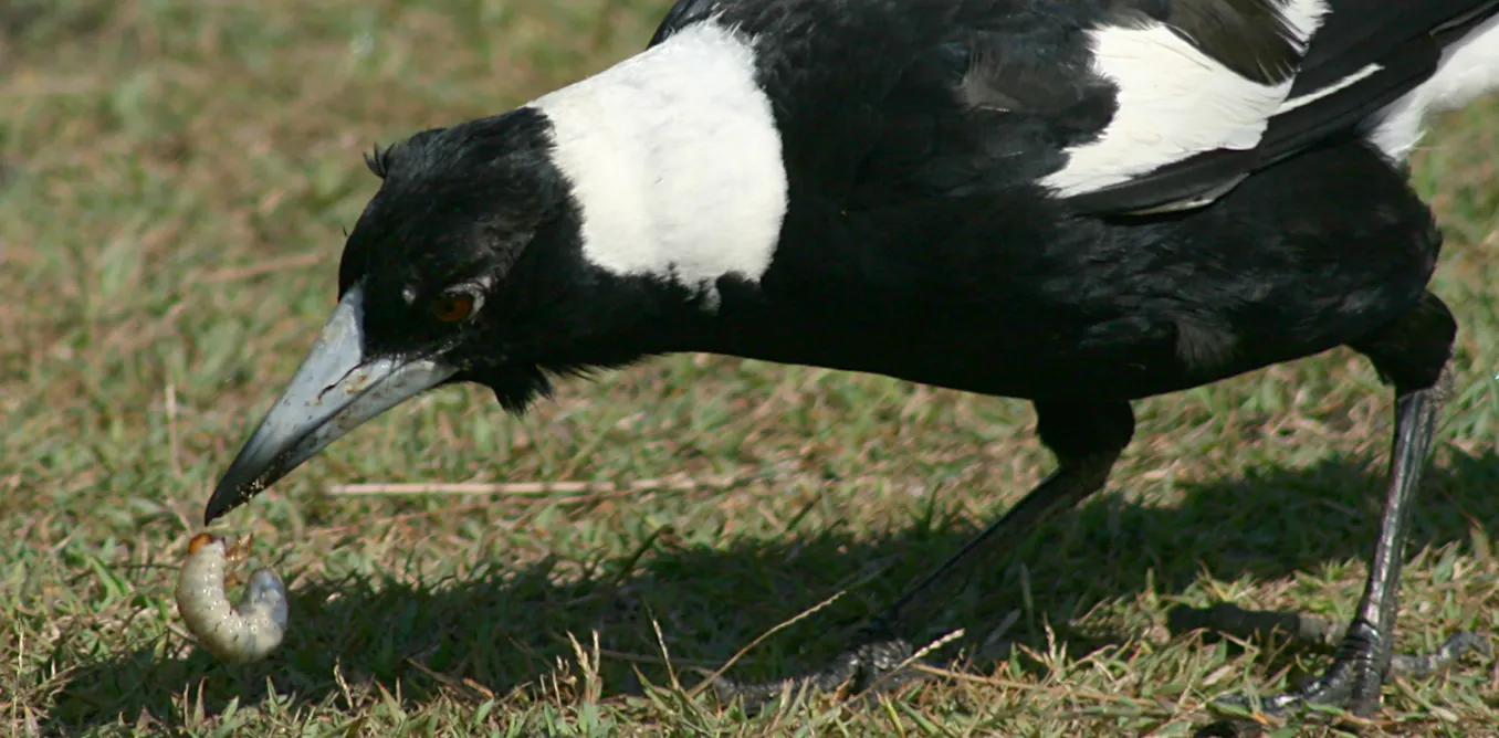 Curious Kids: how do magpies detect worms and other food underground?