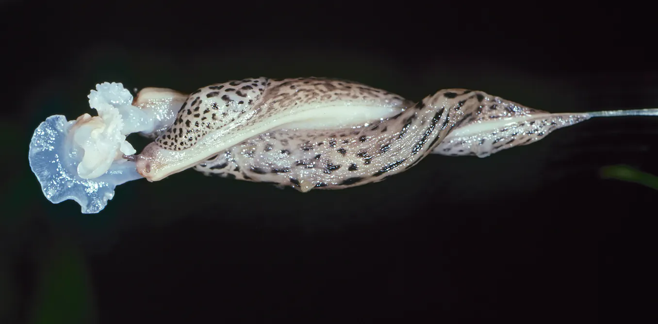 Slug Mating Ritual Leopard slugs mate in the most beautifully bizarre way – and nobody ...