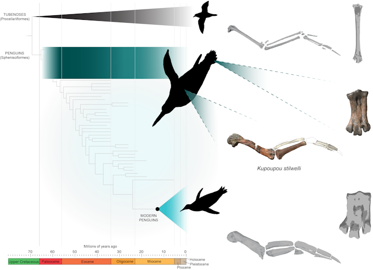 ancient penguins were as tall as people. We've discovered the species that started the downsizing trend