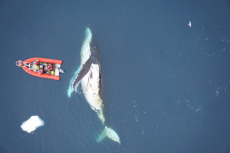 Why are whales big, but not bigger?