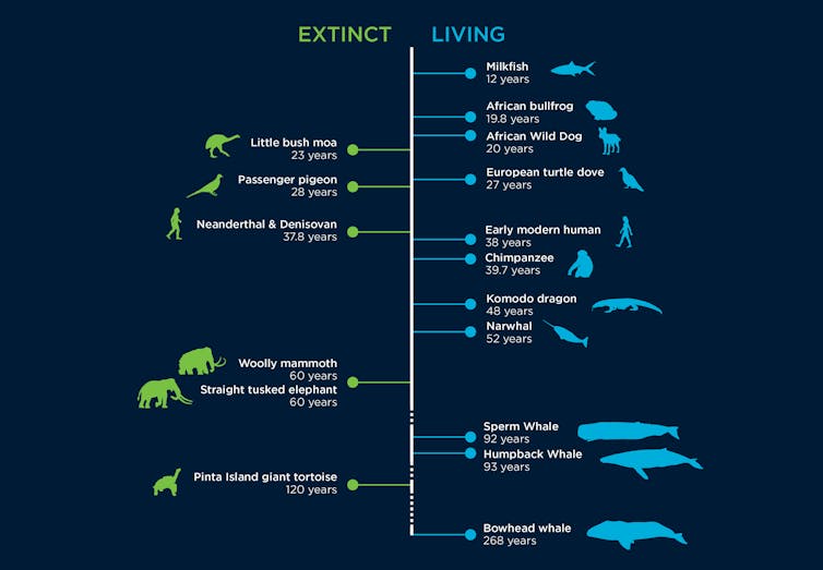 A new study shows an animal's lifespan is written in the DNA. For humans, it's 38 years