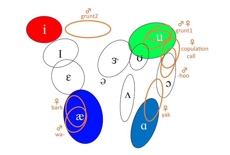 Examining how primates make vowel sounds pushes timeline for speech evolution back by 27 million years