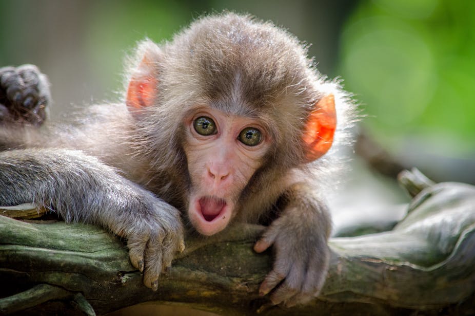 La Parole Ne Serait Pas Apparue Avec Homo Sapiens Et Ce Sont Les Singes Qui Nous Le Disent La Parole Ne Serait Pas Apparue Avec Homo Sapiens Et Ce Sont Les Singes Qui Nous Le Disent