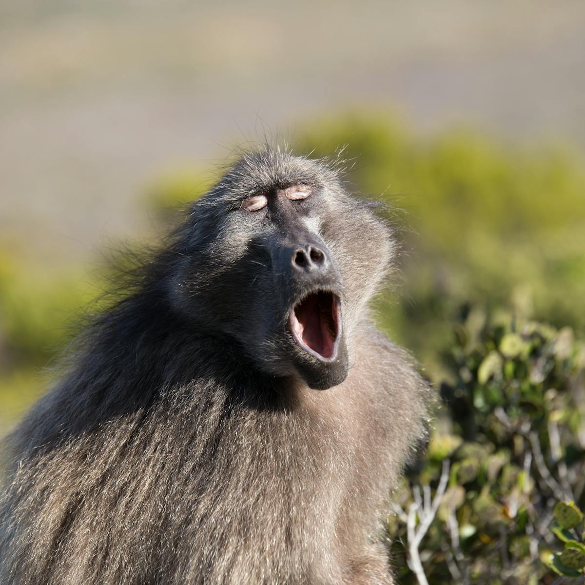 Examining how primates make vowel sounds pushes timeline for speech  evolution back by 27 million years