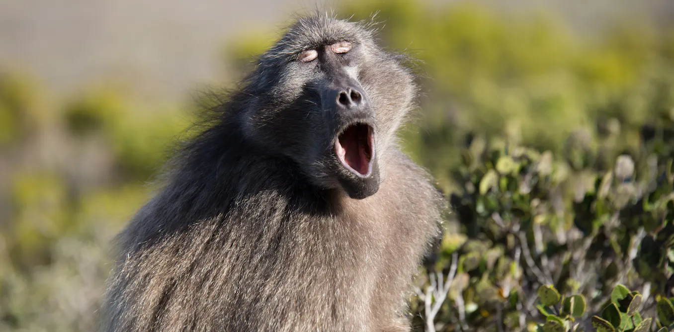 Examining how primates make vowel sounds pushes timeline for speech ...