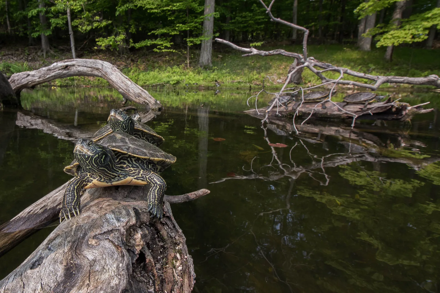 I spy on real turtles having sex with 3D-printed turtle sex dolls I spy on real turtles having sex with 3D-printed turtle sex dolls