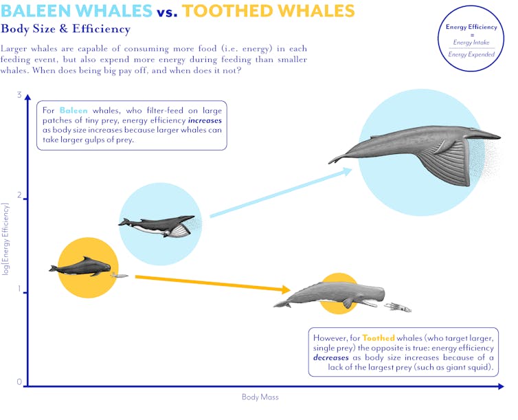 Why are whales big, but not bigger?