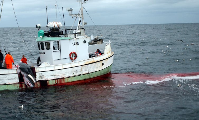 Iceland didn't hunt any whales in 2019 – and public appetite for whale meat is fading