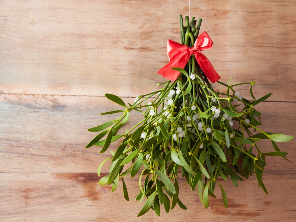 Mistletoe Might Be Festive But It S Actually A Tree Plundering Parasite Mistletoe Might Be Festive But It S Actually A Tree Plundering Parasite