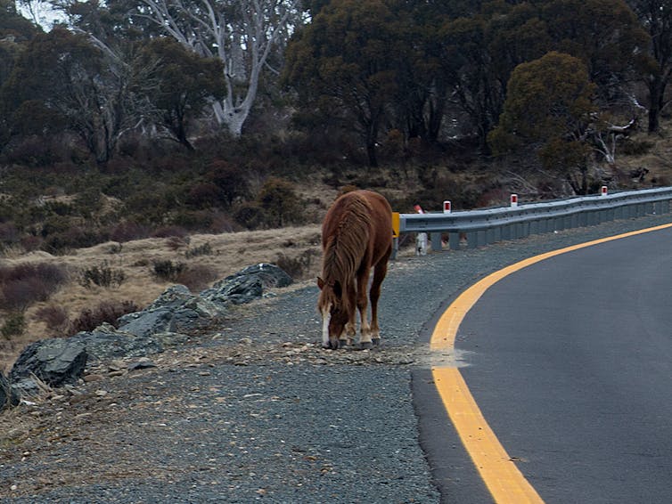 Double trouble as feral horse numbers gallop past 25,000 in the Australian Alps