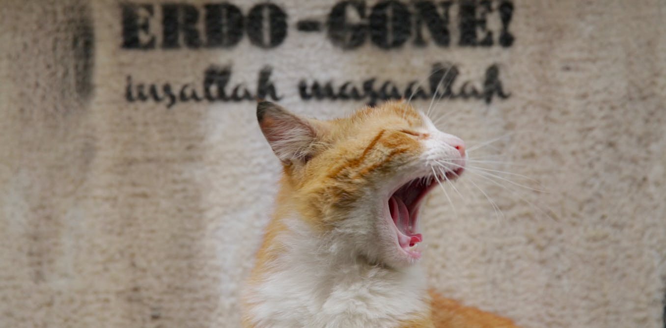 cat lovers that aren t the movie cats