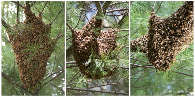 What a bundle of buzzing bees can teach engineers about robotic materials