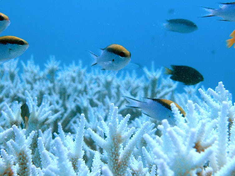 don't be fooled by Australia's latest report on the Great Barrier Reef
