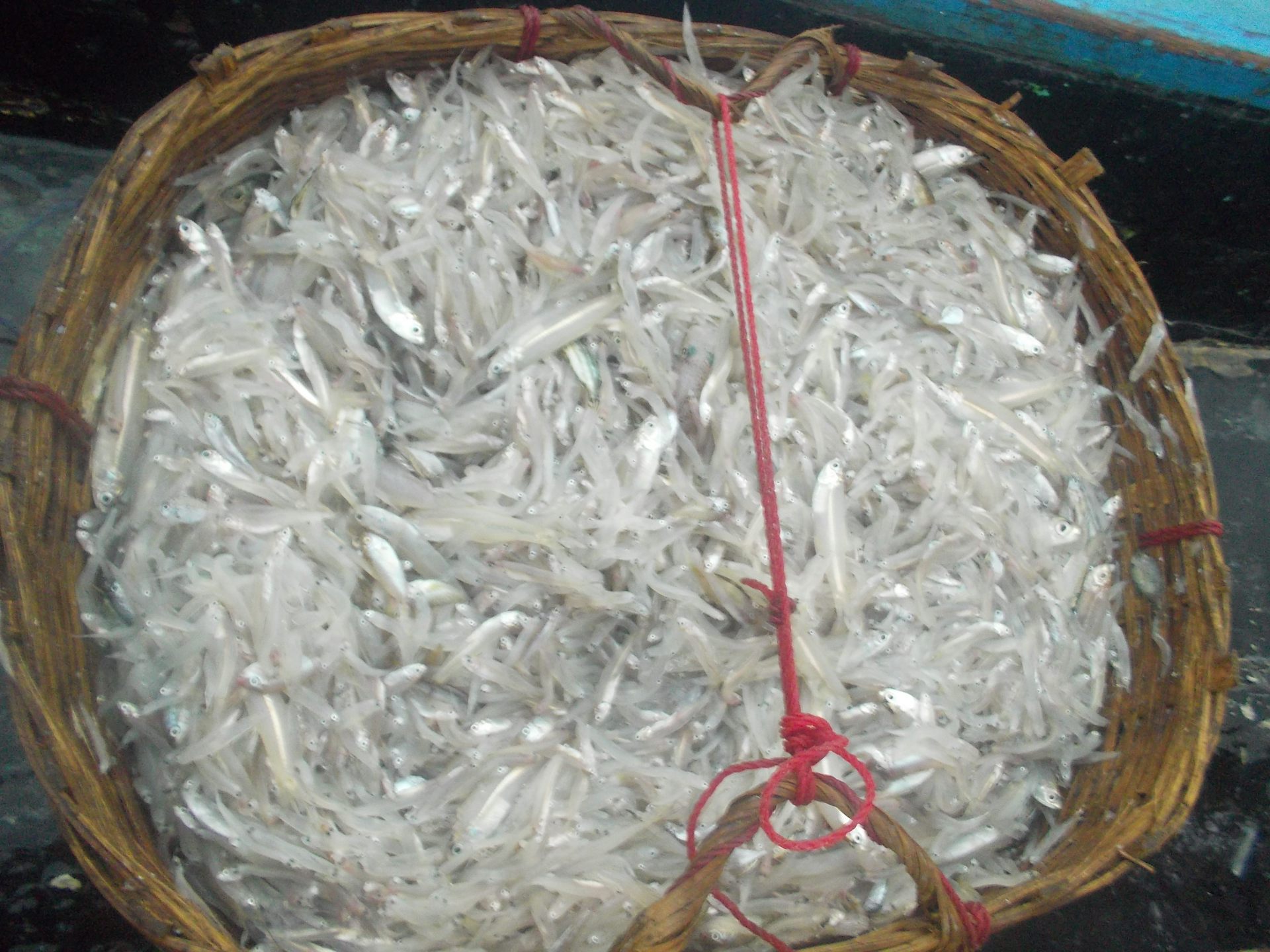 Riset penggunaan teknologi lampu hemat energi LED dalam